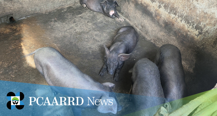 MarSU & DOST-PCAARRD launch Markaduke Breeding Project to boost native pig production